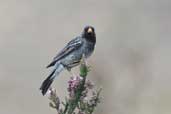 Male Mourning Sierra-finch, Torres del Paine, Chile, December 2005 - click for larger image