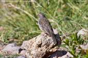 Female Mourning Sierra-finch, Putre, Chile, February 2007 - click for larger image