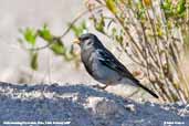 Male Mourning Sierra-finch, Putre, Chile, February 2007 - click for larger image