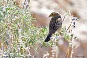 Female Mourning Sierra-finch, Socorama, Chile, February 2007 - click for larger image