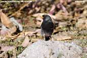 Male Mourning Sierra-finch, Putre, Chile, February 2007 - click for larger image