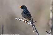 Male Mourning Sierra-finch, Putre, Chile, February 2007 - click for larger image