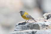 Male Grey-hooded Sierra-finch, Cajon del Maipo, Chile, November 2005 - click for larger image