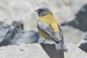 Male Grey-hooded Sierra-finch, Cajon del Maipo, Chile, November 2005 - click for larger image