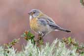 Immature Grey-hooded Sierra-finch, Torres del Paine, Chile, December 2005 - click for larger image