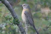 Immature Grey-hooded Sierra-finch, Torres del Paine, Chile, December 2005 - click for larger image