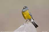 Male Grey-hooded Sierra-finch, Cajon del Maipo, Chile, January 2007 - click for larger image