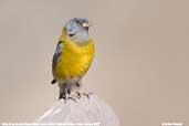 Male Grey-hooded Sierra-finch, Cajon del Maipo, Chile, January 2007 - click for larger image