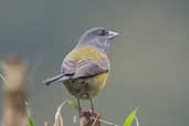 Female Patagonian Sierra-finch, Puyehue, Chile, November 2005 - click for larger image