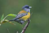 Male Patagonian Sierra-finch, Puyehue, Chile, November 2005 - click for larger image