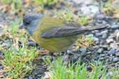 Female Patagonian Sierra-finch, Puyehue, Chile, November 2005 - click for larger image