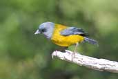 Male Patagonian Sierra-finch, Torres del Paine, Chile, December 2005 - click for larger image