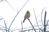 Peruvian Sierra-finch, Cumbemayo, Cajamarca, Peru, October 2018 - click for larger image