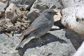 Male Plumbeous Sierra-finch, Cajon del Maipo, Chile, November 2005 - click for larger image