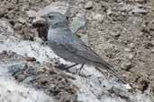 Male Plumbeous Sierra-finch, Cajon del Maipo, Chile, November 2005 - click for larger image