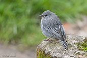 Male Plumbeous Sierra-finch, Nevado del Ruiz, Caldas, Colombia, April 2012 - click for larger image