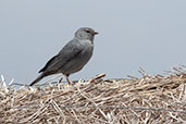 Plumbeous Sierra-finch, Antisana Reserve, Napo, Ecuador, November 2019 - click for larger image