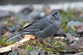 Plumbeous Sierra-finch, Papallacta Pass, Napo, Ecuador, November 2019 - click for larger image