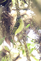 Marble-faced Bristle-tyrant Tyrannulet, Montezuma, Tatamá, Risaralda, Colombia, April 2012 - click for larger image