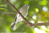 Planalto Tyrannulet, Serra de Baturité, Ceará, Brazil, October 2008 - click for larger image