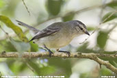 Planalto Tyrannulet, Serra de Baturité, Ceará, Brazil, October 2008 - click for larger image