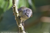 Planalto Tyrannulet, Serra de Baturité, Ceará, Brazil, October 2008 - click for larger image