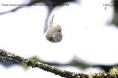 Planalto Tyrannulet, Itatiaia, Rio de Janeiro, Brazil, November 2008 - click for larger image