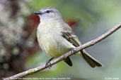 Planalto Tyrannulet, Itatiaia, Rio de Janeiro, Brazil, November 2008 - click for larger image