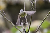 Planalto Tyrannulet, Itatiaia, Rio de Janeiro, Brazil, November 2008 - click for larger image