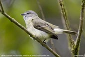 Planalto Tyrannulet, Itatiaia, Rio de Janeiro, Brazil, November 2008 - click for larger image