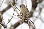 Planalto Tyrannulet, Sao Francisco de Paula, Rio Grande do Sul, Brazil, October 2022 - click for larger image