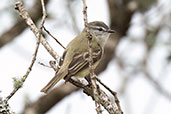 Planalto Tyrannulet, Sao Francisco de Paula, Rio Grande do Sul, Brazil, October 2022 - click for larger image