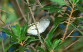 Grey-capped Tyrannulet, Canastra, Minas Gerais, Brazil, April 2001 - click for larger image