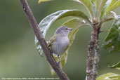 Grey-capped Tyrannulet, Itatiaia, Rio de Janeiro, Brazil, November 2008 - click for larger image