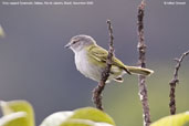 Grey-capped Tyrannulet, Itatiaia, Rio de Janeiro, Brazil, November 2008 - click for larger image