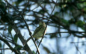 Restinga Tyrannulet, Reserva Volta Velha, Itapoá, Santa Catarina, Brazil, July 2001 - click for larger image