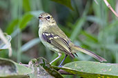 Restinga Tyrannulet, Joinville, Santa Catarina, Brazil, October 2023 - click for larger image