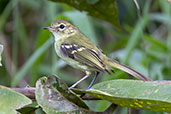 Restinga Tyrannulet, Joinville, Santa Catarina, Brazil, October 2023 - click for larger image