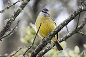 Black-capped Tyrannulet, Montana del Oso, Cundinamarca, Colombia, April 2012 - click for larger image