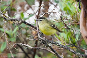 Black-capped Tyrannulet, Chingaza NP, Cundinamarca, Colombia, April 2012 - click for larger image