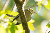 Oustalet's Tyrannulet, Intervales, Sao Paulo, Brazil, October 2022 - click for larger image