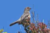 Female Rufous-tailed Plantcutter, Chiloe, Chile, December 2005 - click for larger image