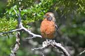 Male Rufous-tailed Plantcutter, Torres del Paine, Chile, December 2005 - click for larger image