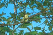 Minas Gerais Tyrannulet, Pirapora, Minas Gerais, Brazil, February 2002 - click for larger image