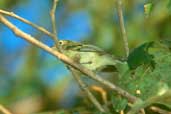 Minas Gerais Tyrannulet, Pirapora, Minas Gerais, Brazil, February 2002 - click for larger image