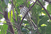 Bay-ringed Tyrannulet, Intervales, Sao Paulo, Brazil, October 2022 - click for larger image