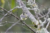 Mottle-cheeked Tyrannulet, Itatiaia, Rio de Janeiro, Brazil, November 2008 - click for larger image