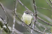 Mottle-cheeked Tyrannulet, Itatiaia, Rio de Janeiro, Brazil, November 2008 - click for larger image