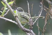 Mottle-cheeked Tyrannulet, Itatiaia, Rio de Janeiro, Brazil, November 2008 - click for larger image