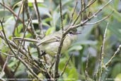 Mottle-cheeked Tyrannulet, Itatiaia, Rio de Janeiro, Brazil, November 2008 - click for larger image